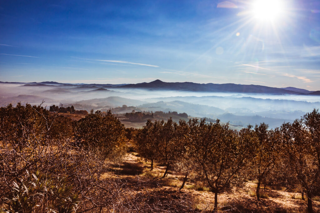 Foto di un campo di olivi con sullo sfondo la Val di Cecina